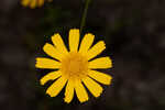 Coastal plain honeycombhead